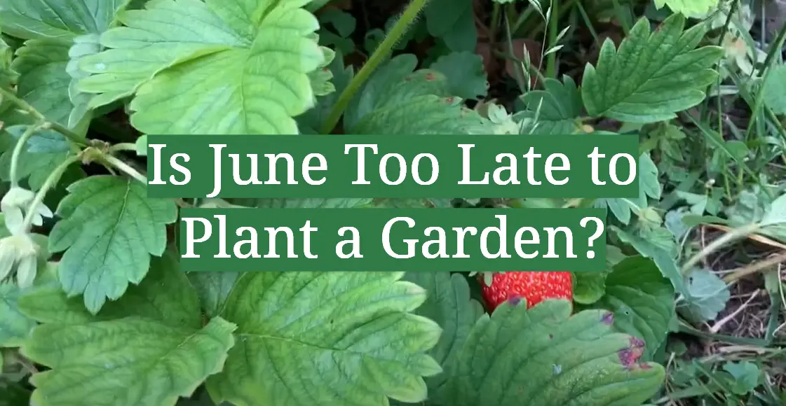 Is June Too Late to Plant a Garden?