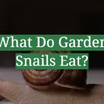 What Do Garden Snails Eat?