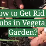 How to Get Rid of Grubs in Vegetable Garden?