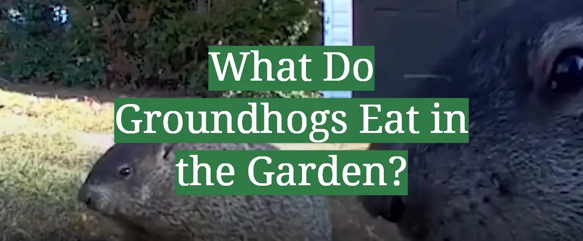 What Do Groundhogs Eat in the Garden?