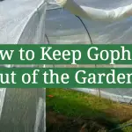 How to Keep Gophers Out of the Garden?