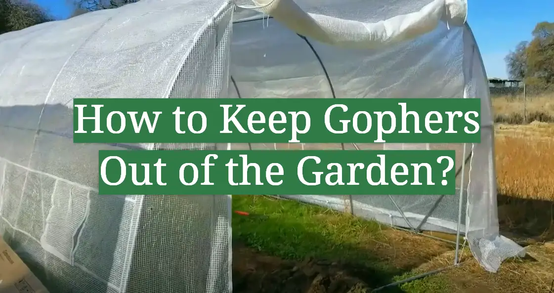 How to Keep Gophers Out of the Garden?