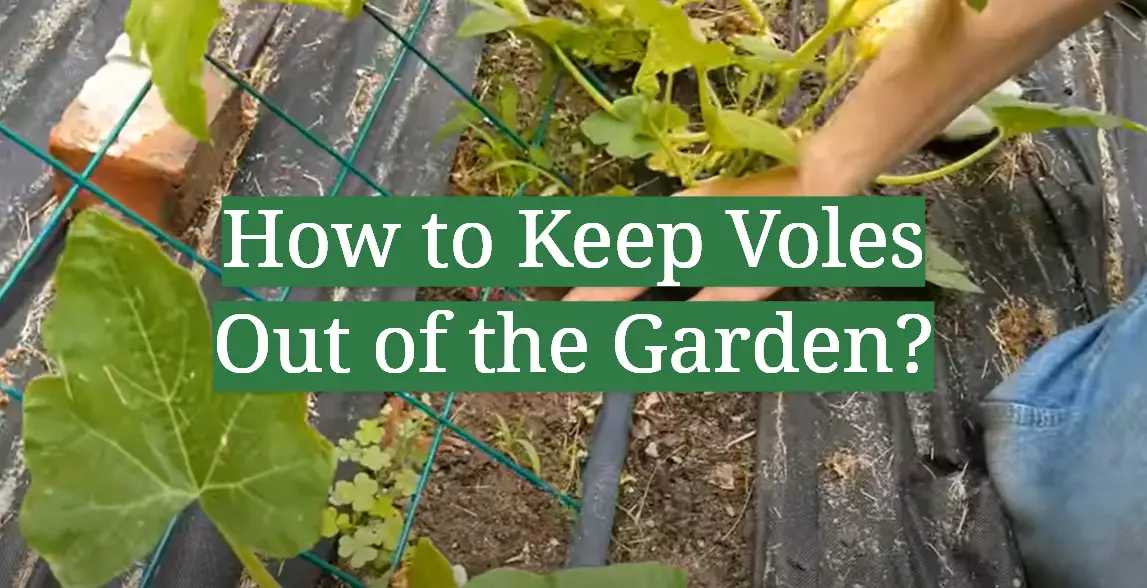 How to Keep Voles Out of the Garden?