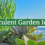 Succulent Garden Ideas