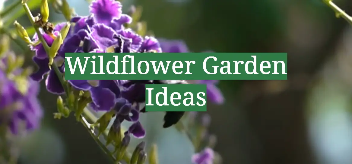 Wildflower Garden Ideas