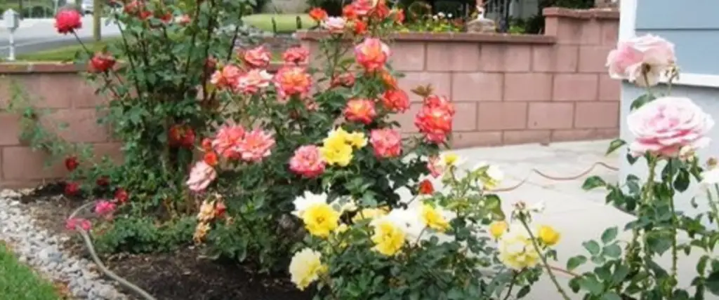 Front yard rose garden