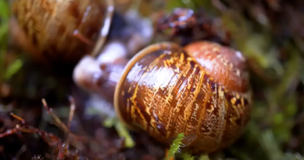 How can you tell how old a garden snail is?