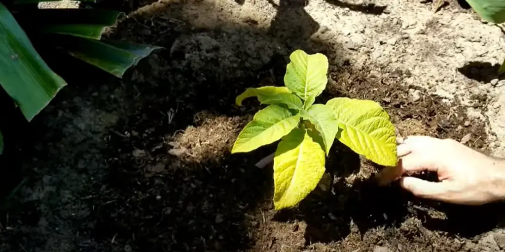 How do you water a garden when you're gone?