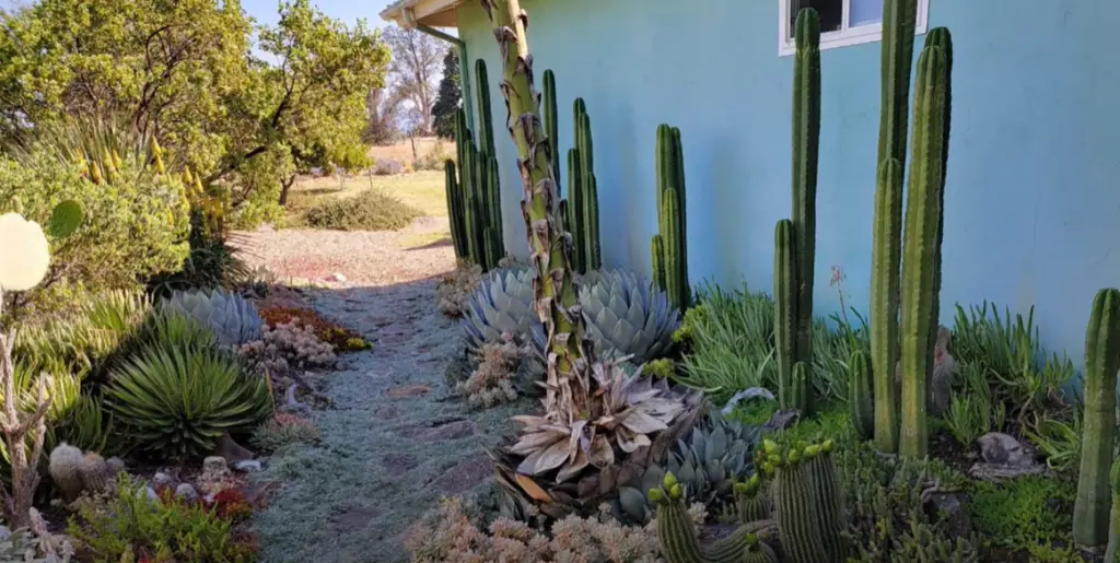 How to choose cacti for the garden?