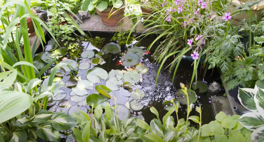 How to decorate a raised garden pond?