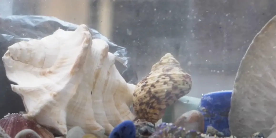 What Do Garden Snails Eat? GardenProfy