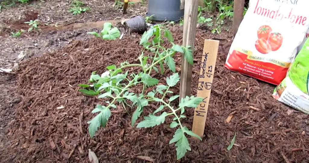 How to plant tomatoes?