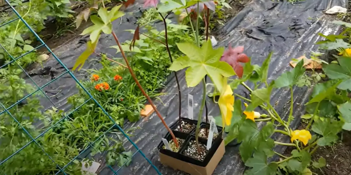 How to Keep Voles Out of the Garden? GardenProfy