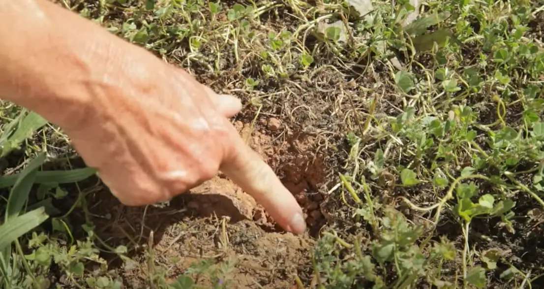 How to Keep Gophers Out of the Garden? GardenProfy