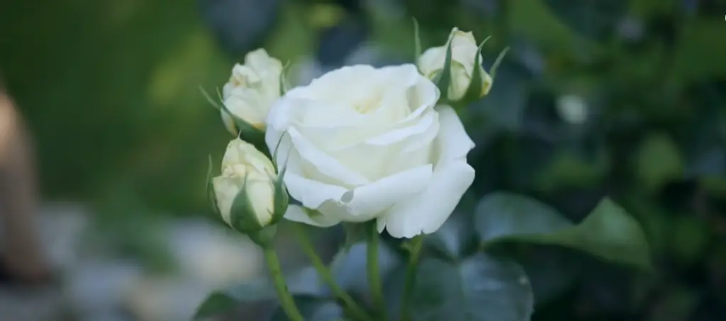 Old Garden Roses