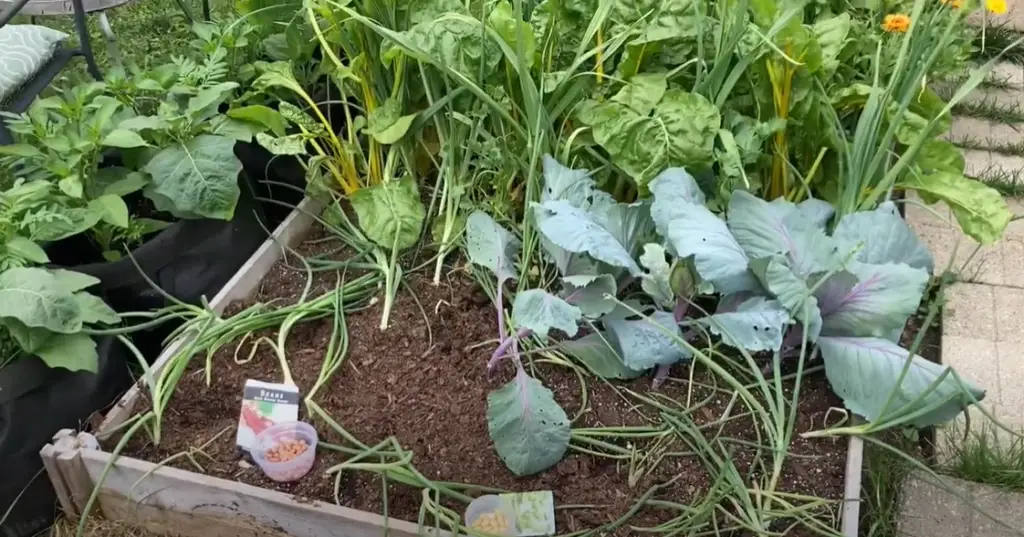 Planting tender crops