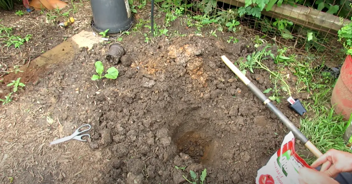 Tomato Tone vs. Garden Tone: What’s the Difference? - GardenProfy