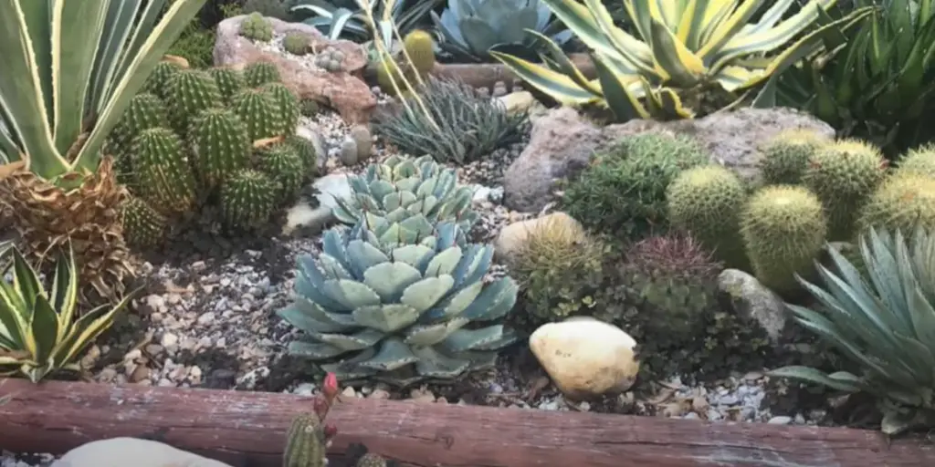 Raise up your cactus garden ideas