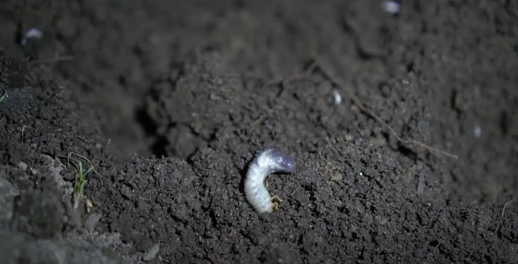 Signs of Grub Worms Infestation