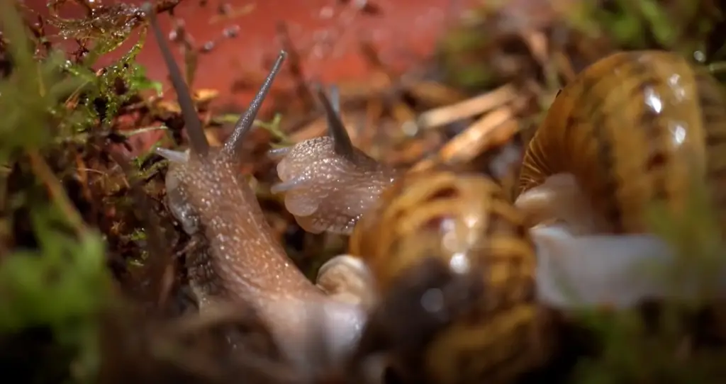 The Life Cycle of a Snail