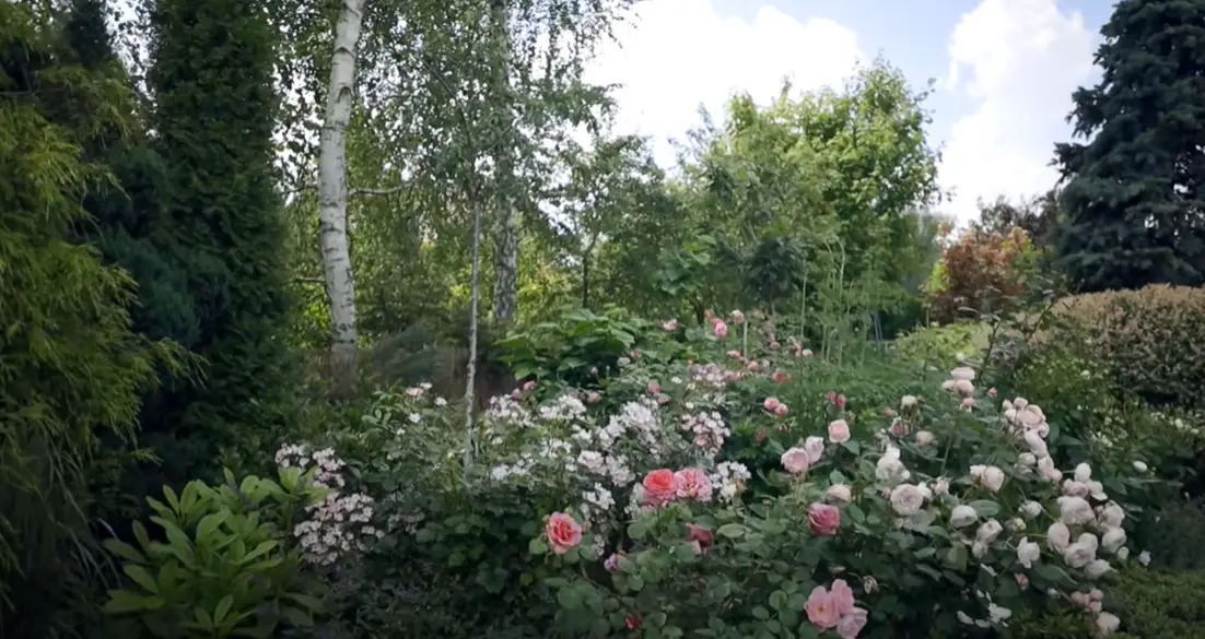 Country Roses Vs Regular Roses Garden Roses vs. Roses: What’s the Difference? - GardenProfy
