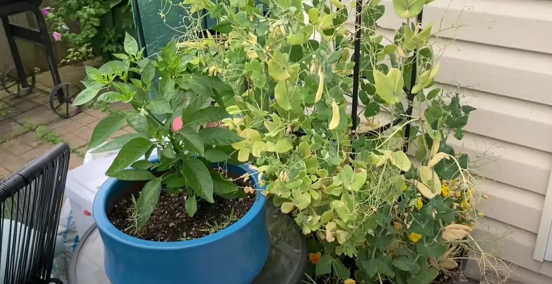 Is June Too Late to Plant a Garden? GardenProfy