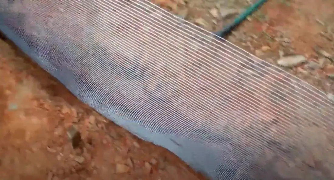 How to Keep Voles Out of the Garden? GardenProfy