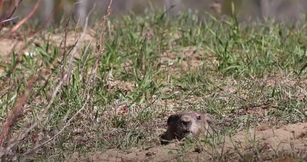 What Are Groundhogs?