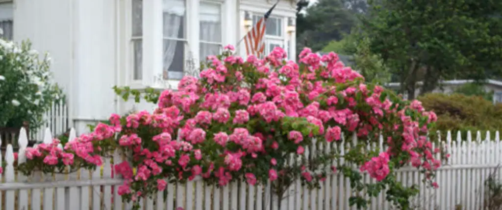 What are popular rose sorts for the garden?