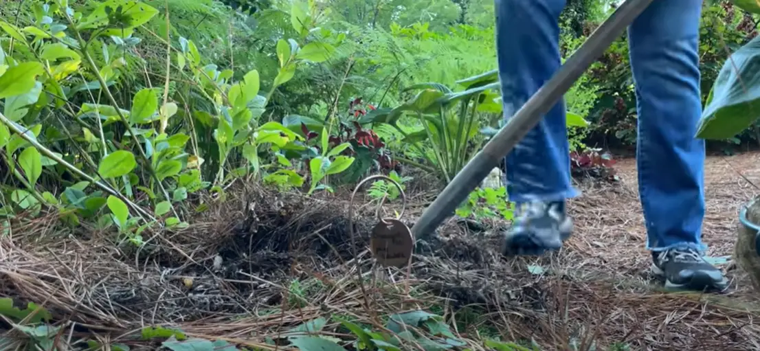 How to Keep Voles Out of the Garden? GardenProfy