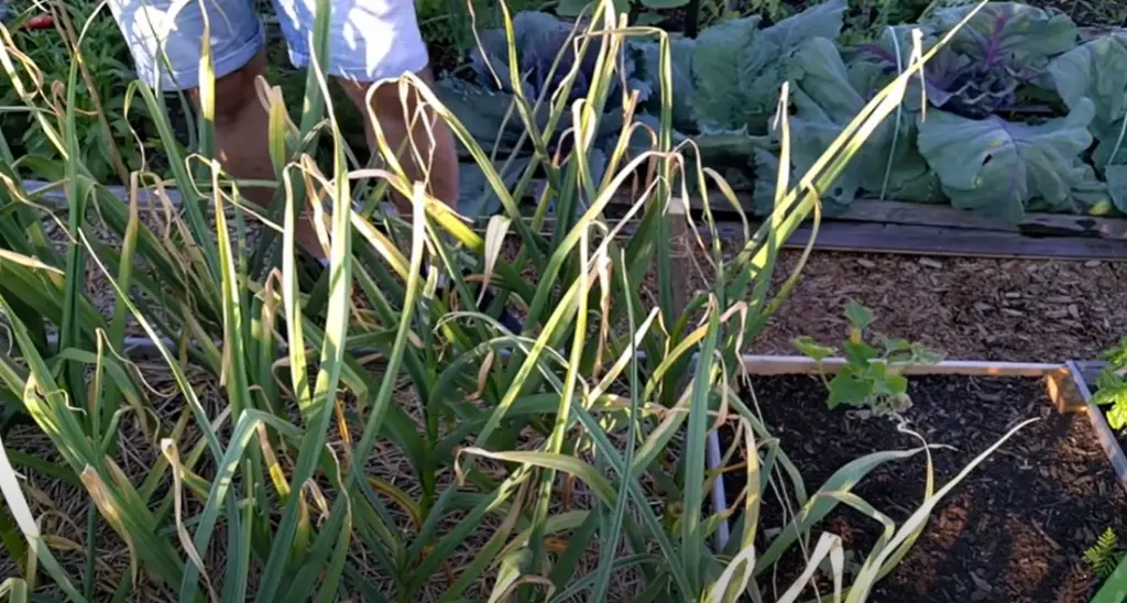 What is meant by urban gardening?