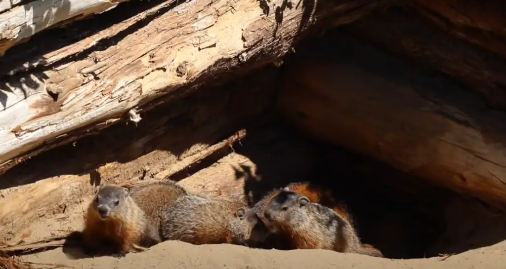 What is safe to feed groundhogs?