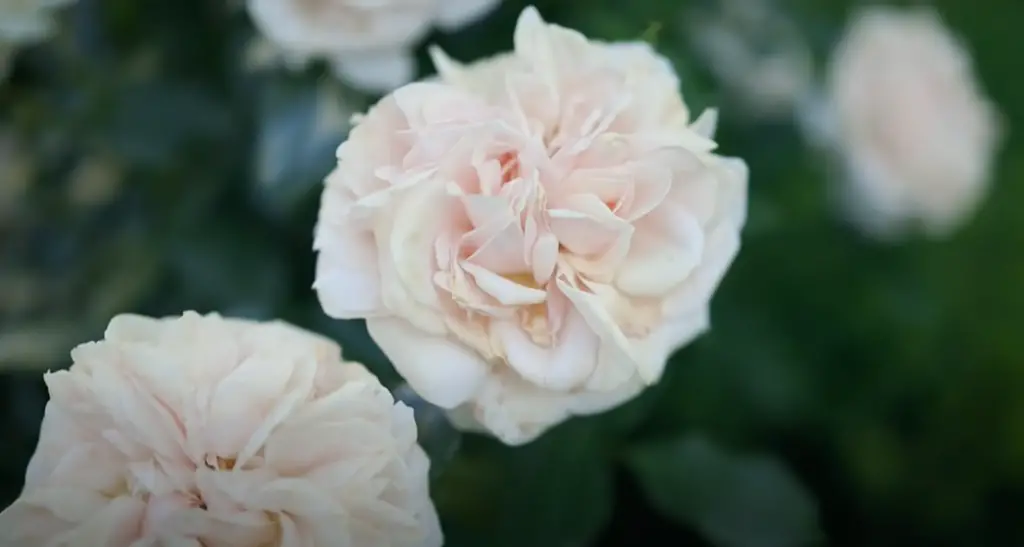 What is the difference between a rose and a garden rose?