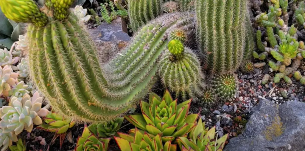 What pests do cacti attract?