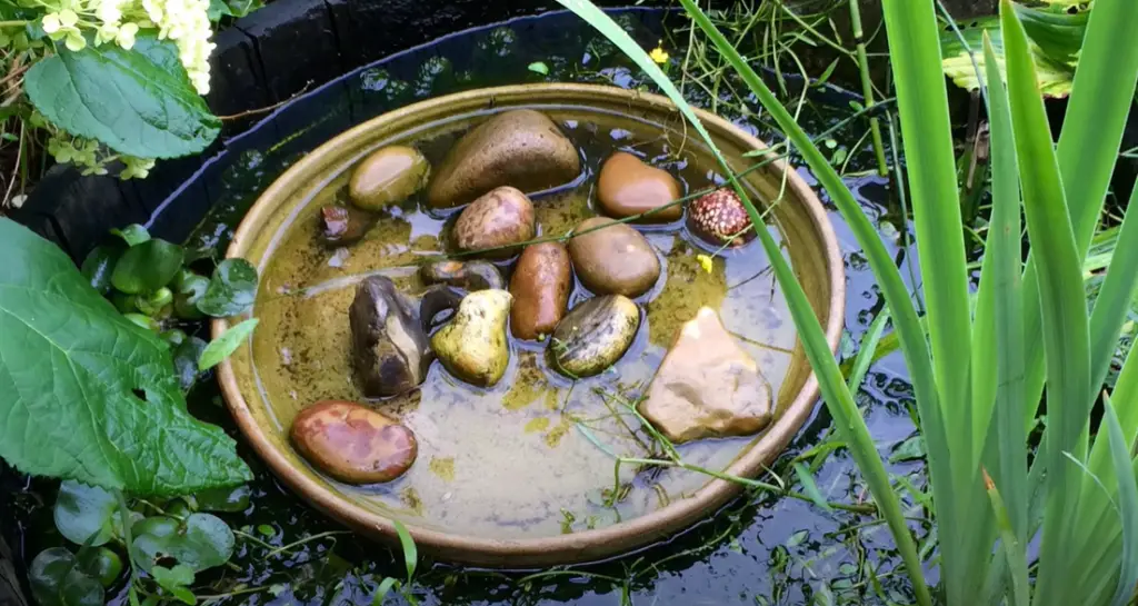 What shape is best for a pond?