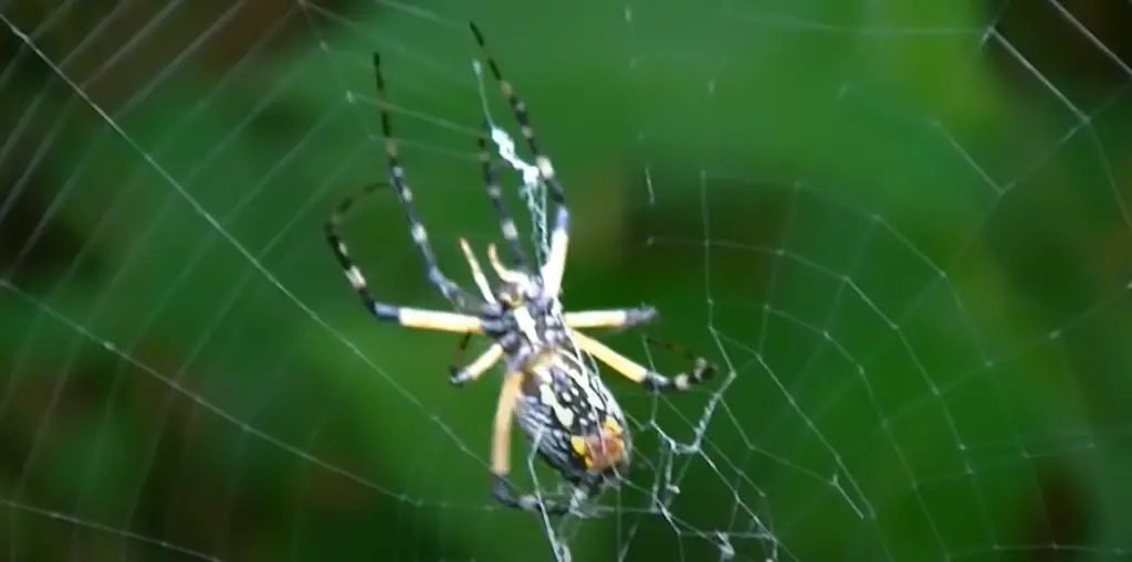 Where do yellow spiders live?