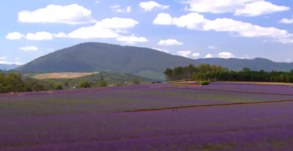 Border Steps With Lavender