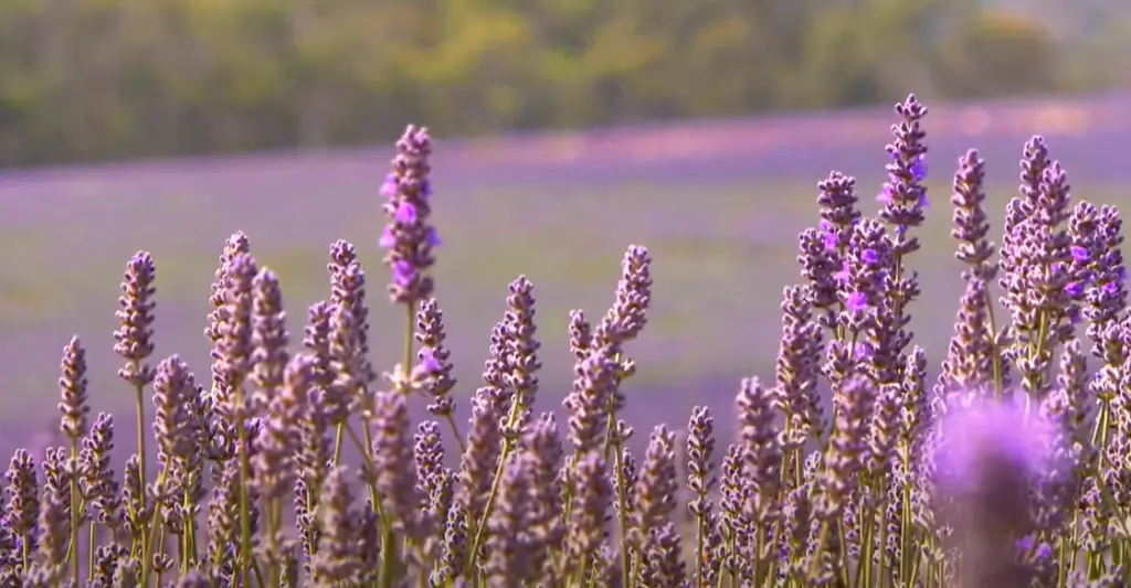 Can you take cuttings from lavender?