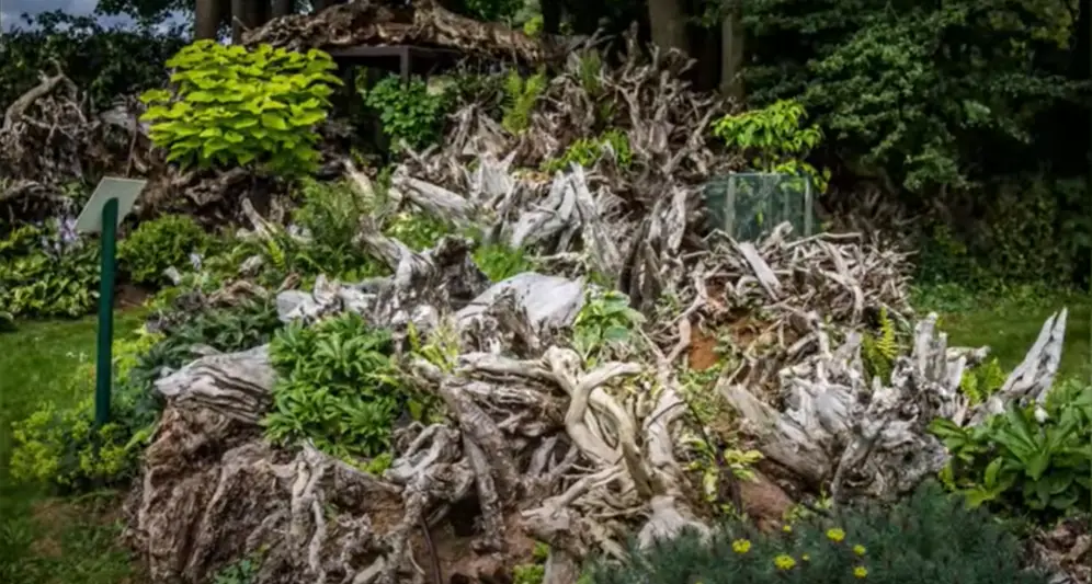 Driftwood Candelabra