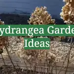 Hydrangea Garden Ideas