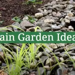 Rain Garden Ideas