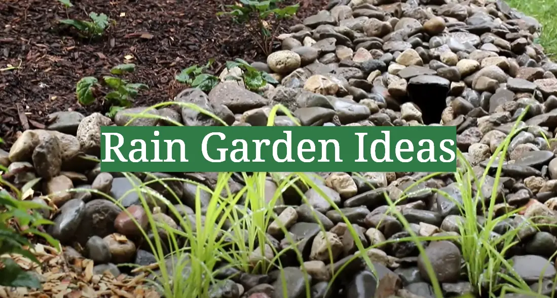Rain Garden Ideas