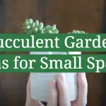 Succulent Garden Ideas for Small Spaces