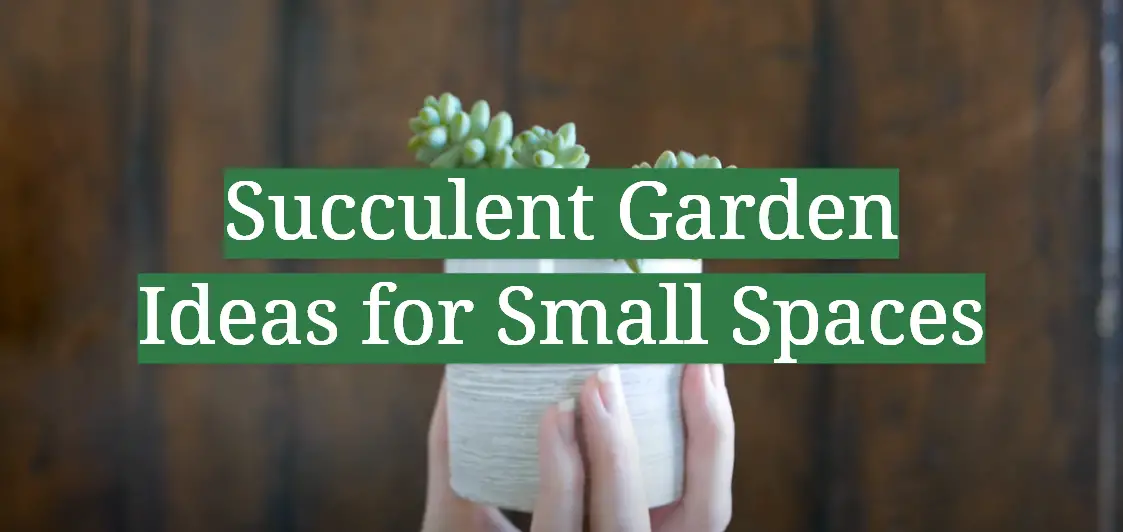 Succulent Garden Ideas for Small Spaces