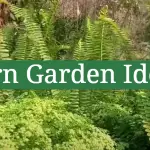 Fern Garden Ideas