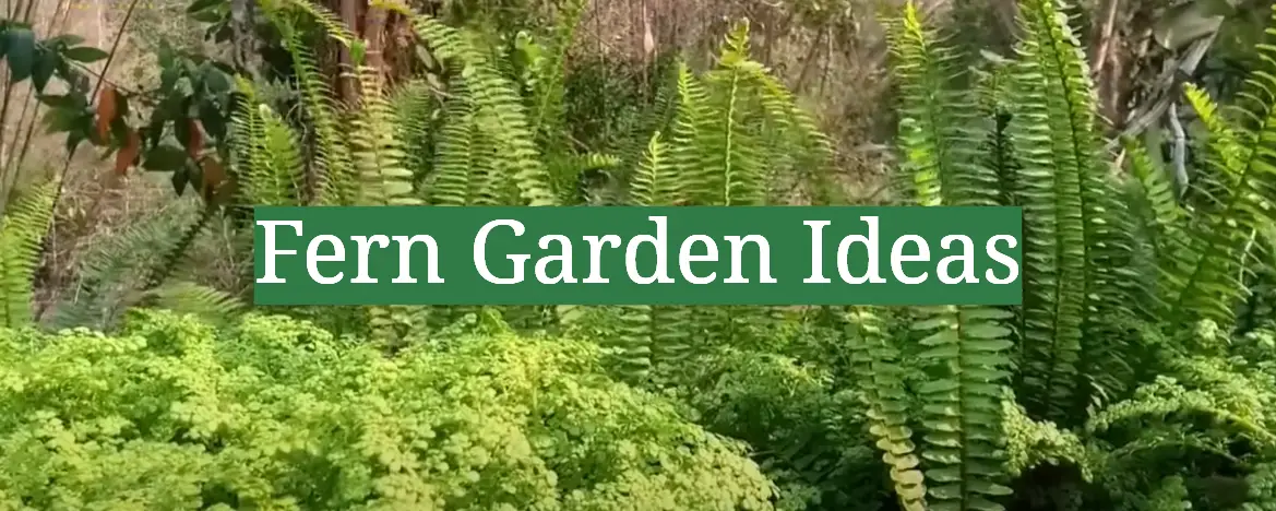 Fern Garden Ideas