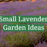 Small Lavender Garden Ideas