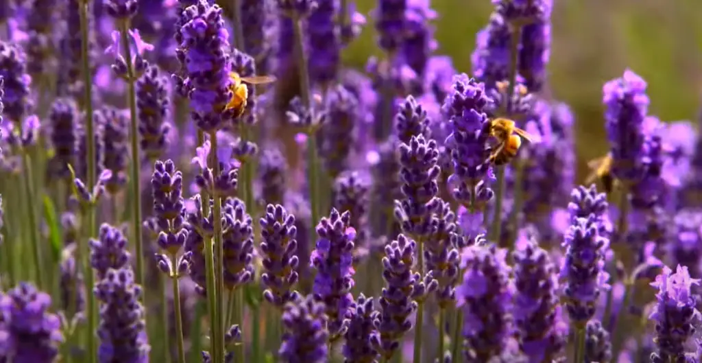 Frame A Doorway With Lavender