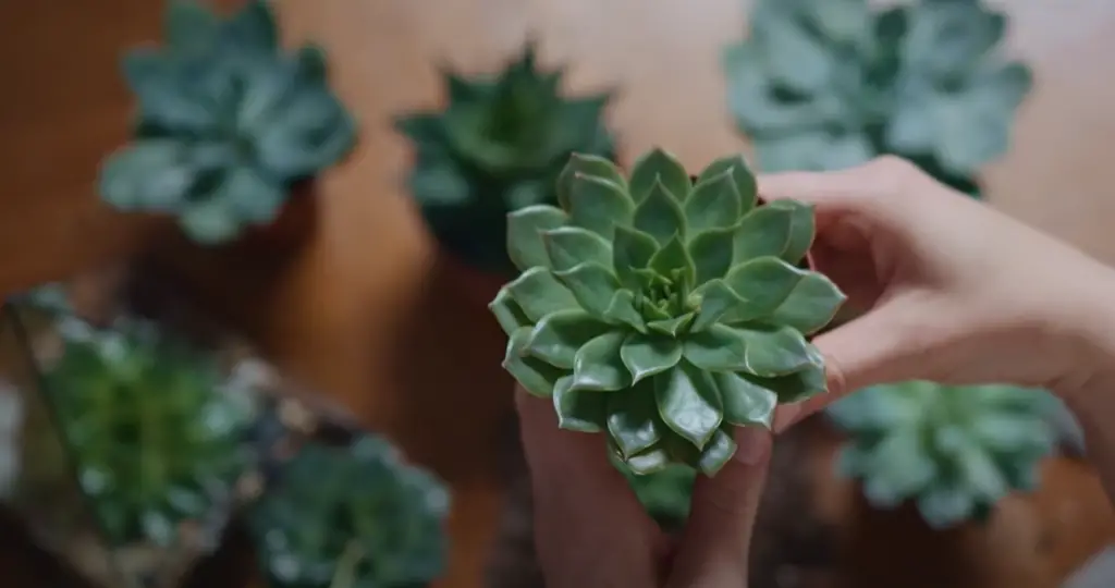 How do you make a succulent bed?