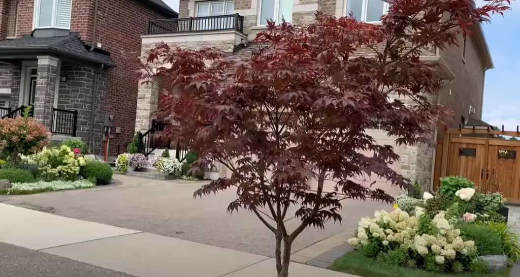 Hydrangea Stairs